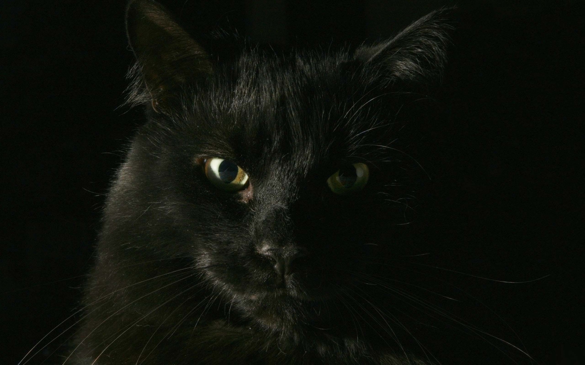 Картинки Кошка, лицо, жирный, темный, глаза, тень фото и обои на рабочий стол