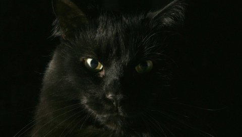 Кошка, лицо, жирный, темный, глаза, тень