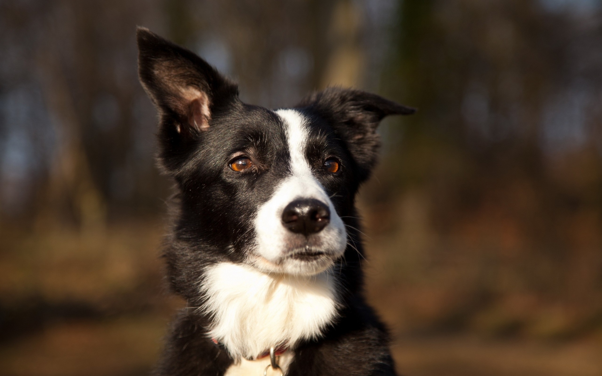 Картинки Собака, пятнистый, уши, морда, удивление фото и обои на рабочий стол