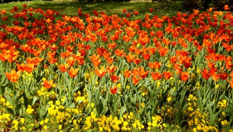 Тюльпаны, цветы, клумба, трава, кустарники