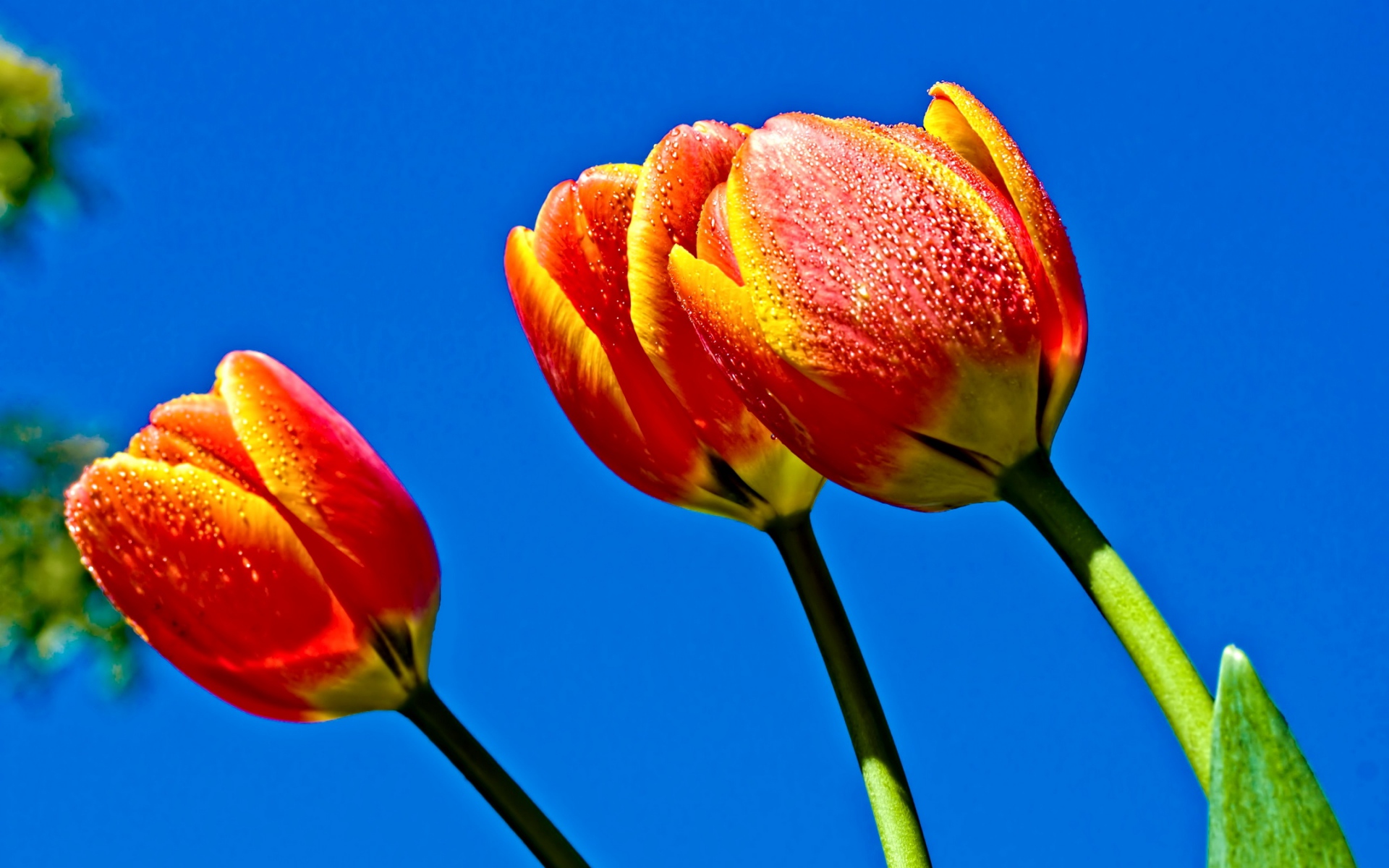 Картинки Тюльпаны, цветы, небо, синий фото и обои на рабочий стол