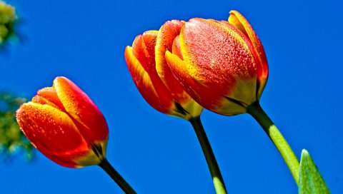 Тюльпаны, цветы, небо, синий