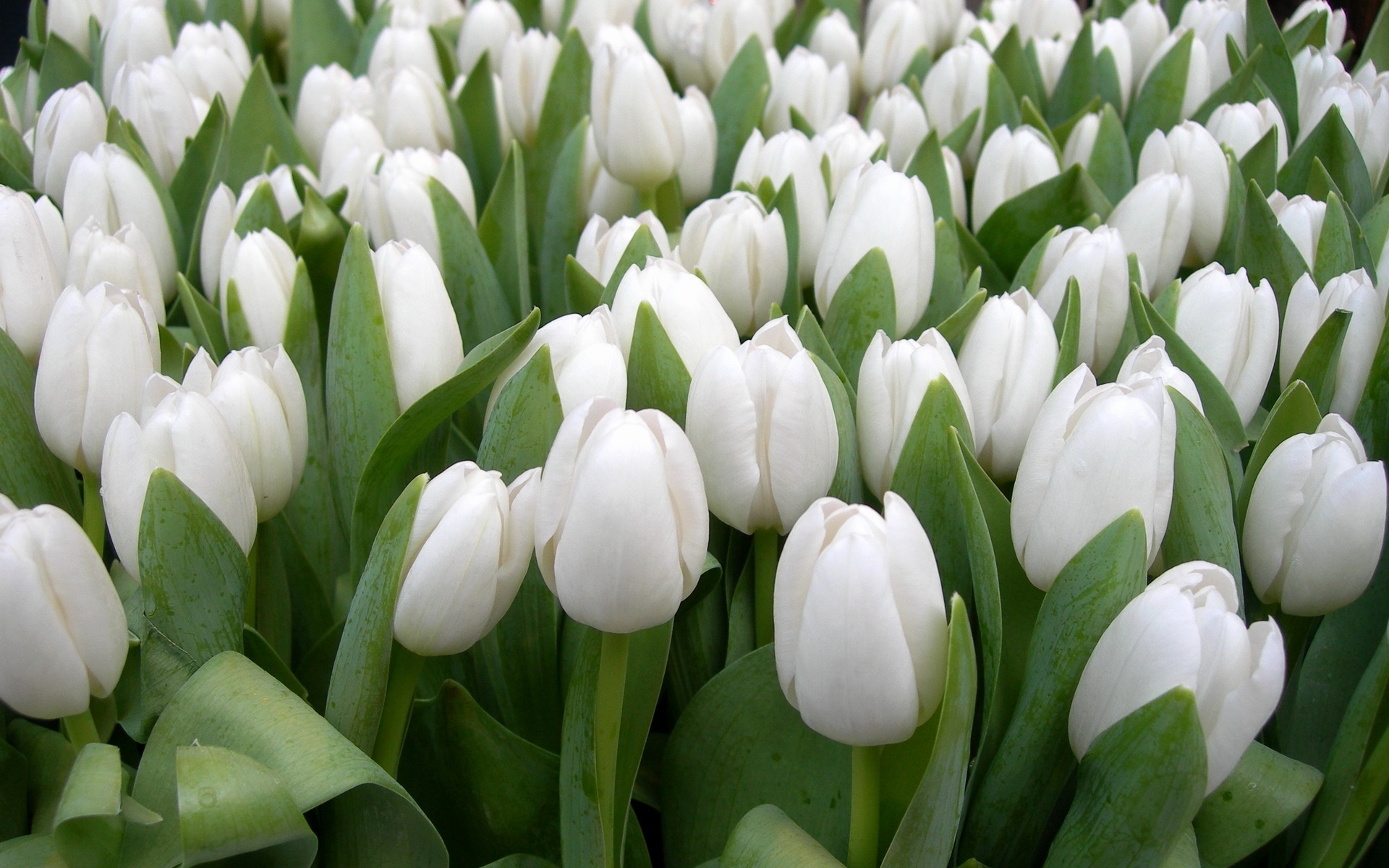 Картинки Тюльпаны, цветы, белый, весна, красота, травы фото и обои на рабочий стол