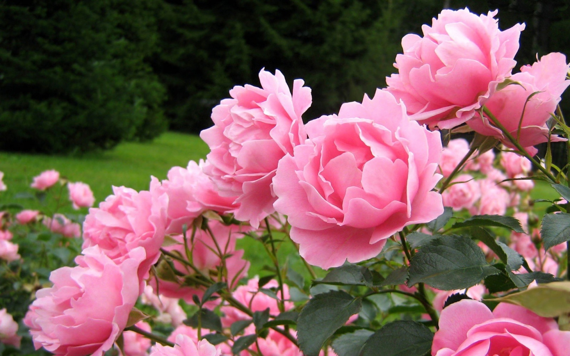 Роза Садовая кустовая мелкоцветковая