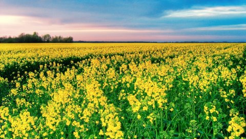 Цветы, поле, горизонт, небо, зелень