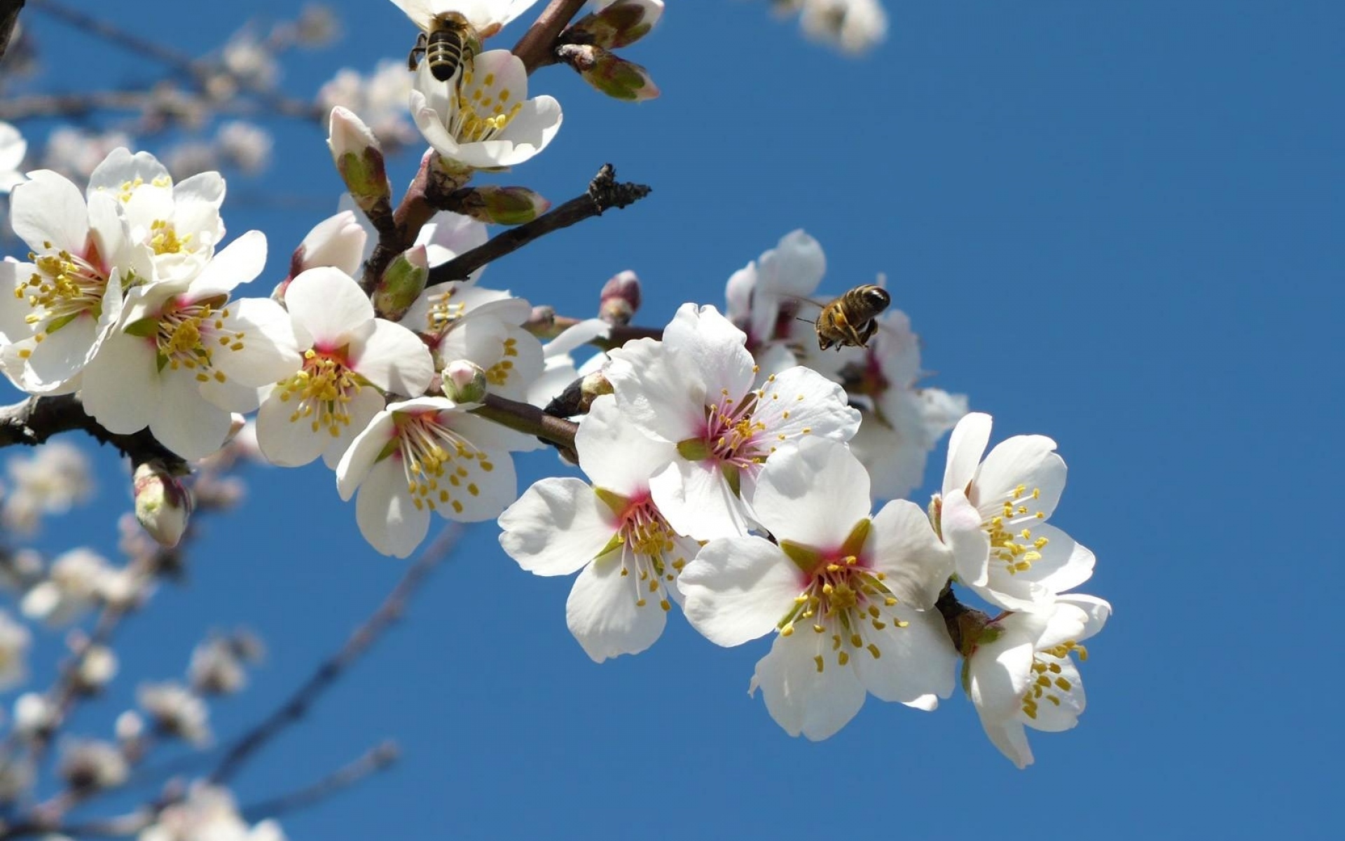 Bahor gullari. Яблоня черри блоссом. Цветущая вишня. Весенние цветы.
