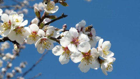 Цветы, веточки, весна, небо, пчелы, опыление