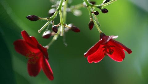 Цветы, почки, тычинки, стебли