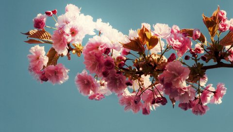 Цветение, ветка, весна, небо, солнце