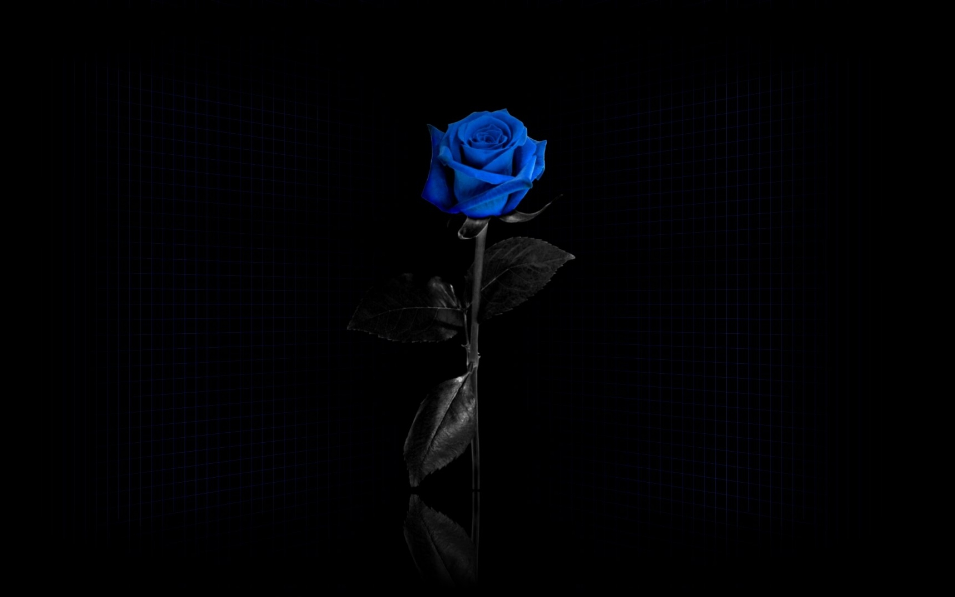 Заставка черный фон. Синяя роза на черном фоне. Черный фон на рабочий стол. Черная заставка на рабочий стол. Черная роза на черном фоне.