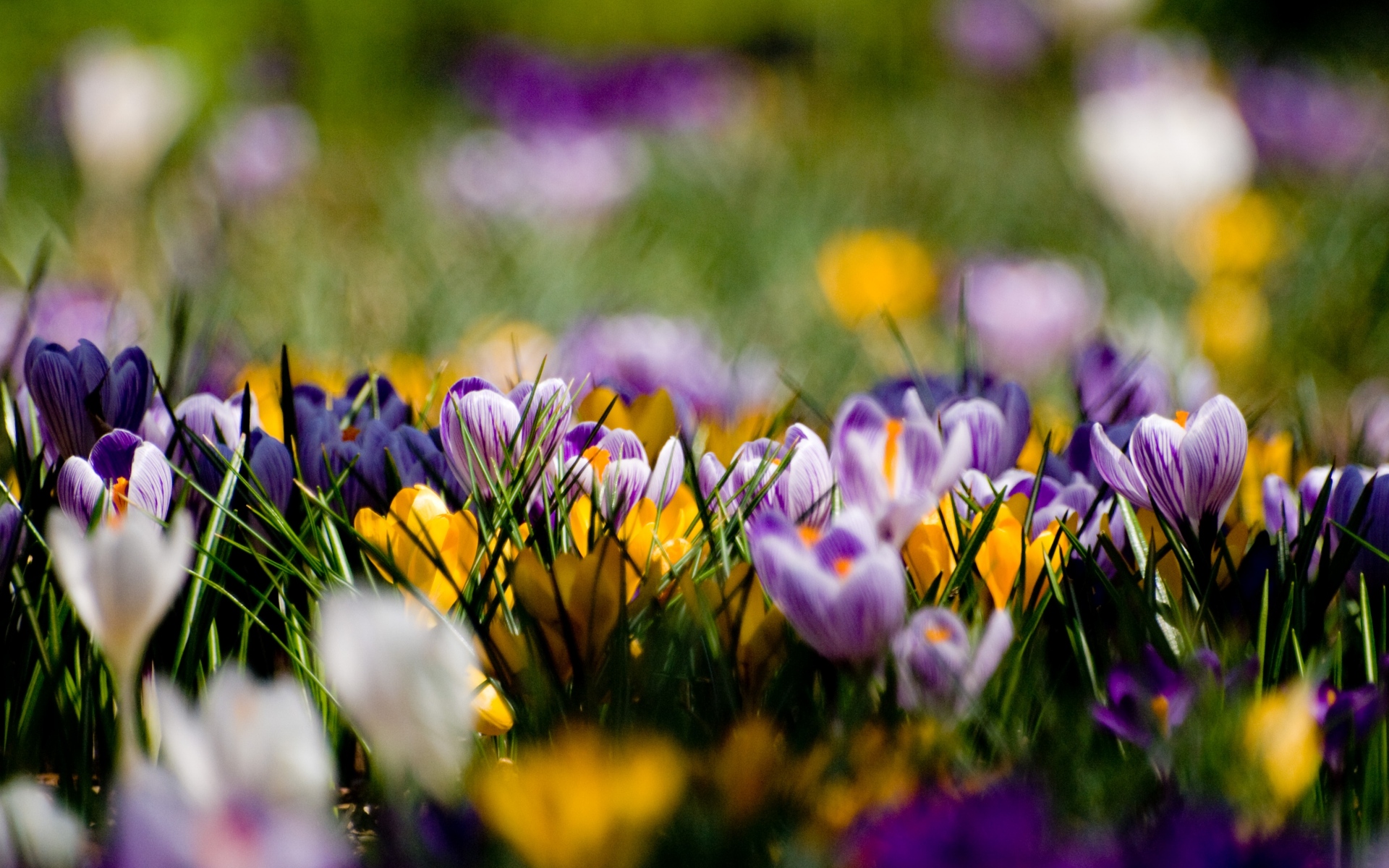 Картинки Крокусы, цветы, примулы, весна фото и обои на рабочий стол
