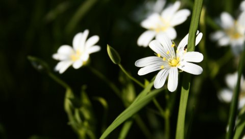 Цветы, белый, трава, лето, тычинки