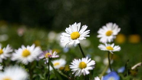 Ромашки, цветы, луг, трава, природа, лето