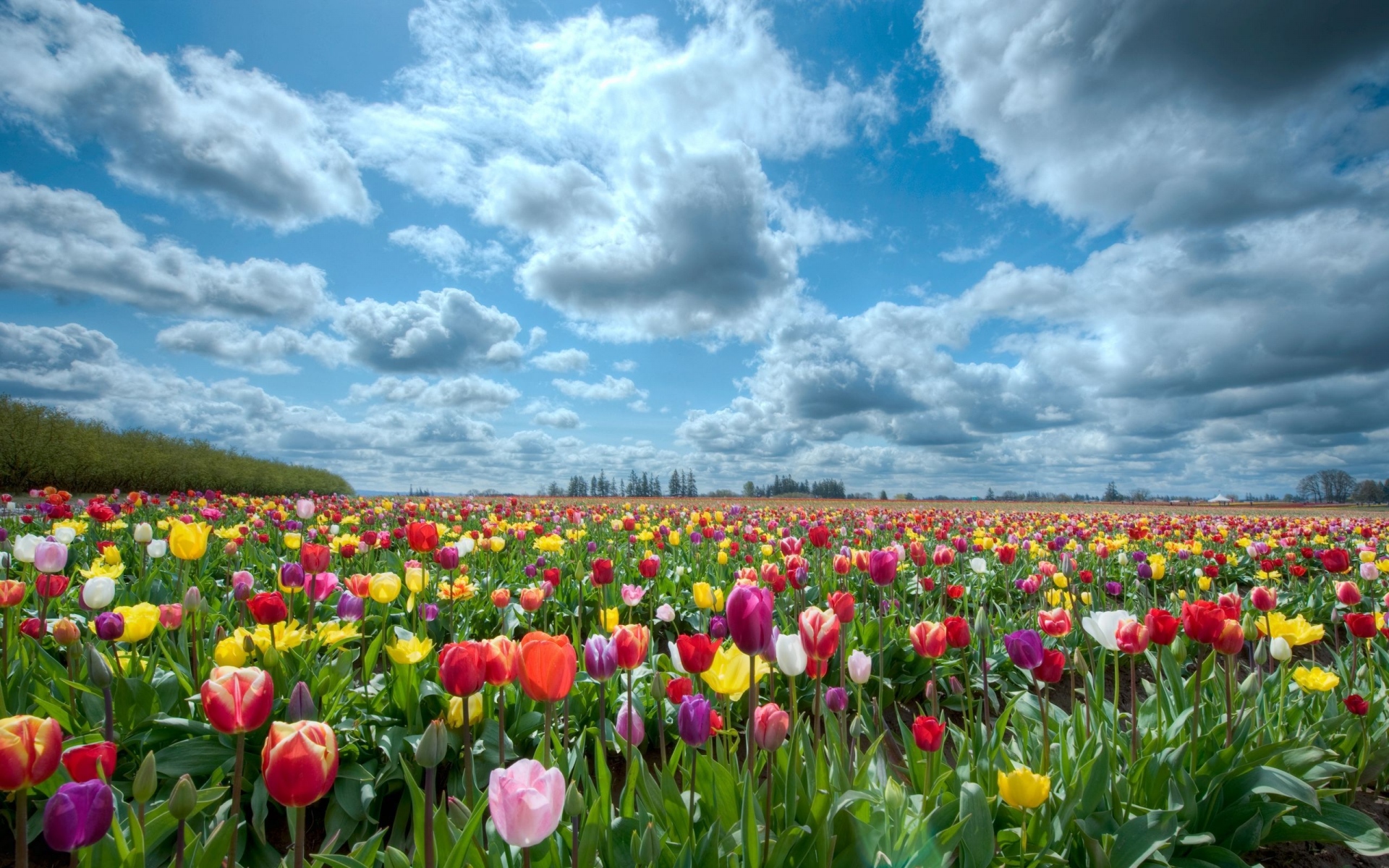 Картинки Тюльпаны, цветы, поле, небо, облака, горизонт, природа фото и обои на рабочий стол