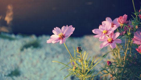 Цветы, лепестки, зеленый, ночь, природа