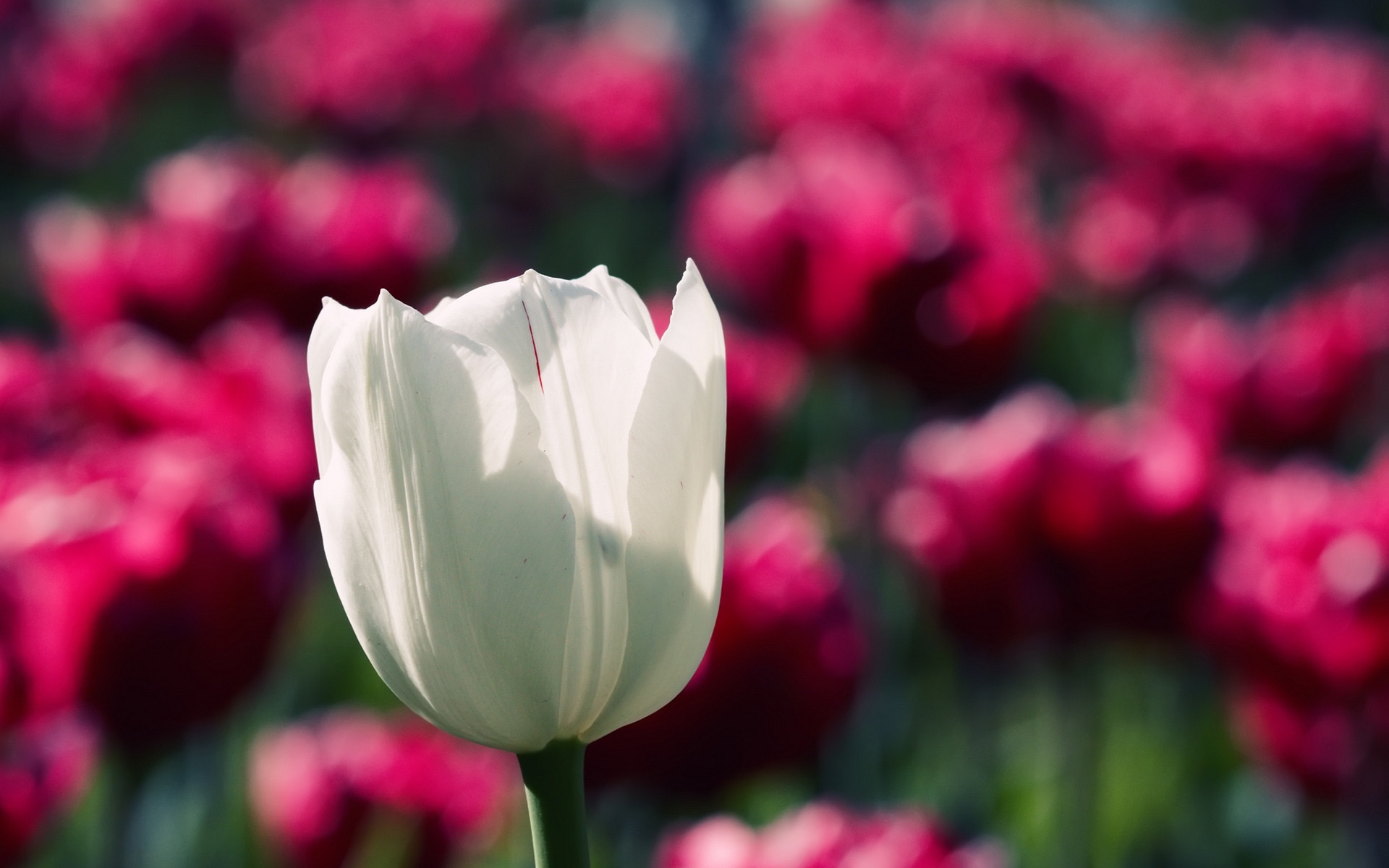 тюльпан макро размытость Tulip macro blur бесплатно