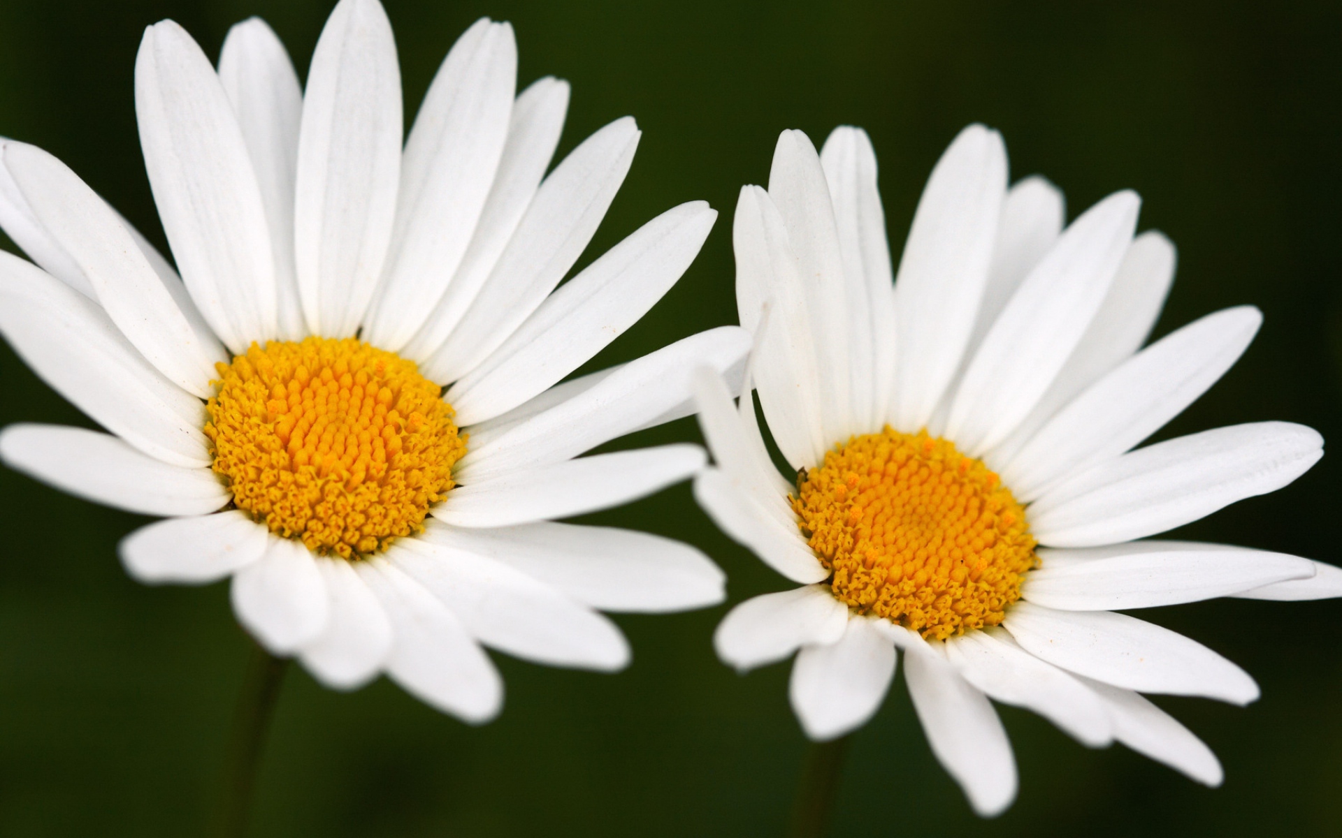 2 flowers. Две ромашки. Два три цветка ромашки. Две ромашки фото. Ромашка (4).