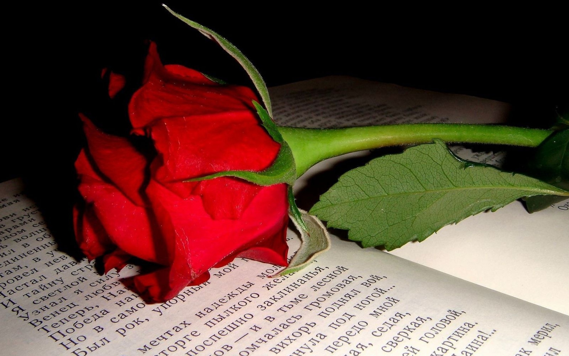 Картинки Роза, цветок, почка, книга, текст фото и обои на рабочий стол