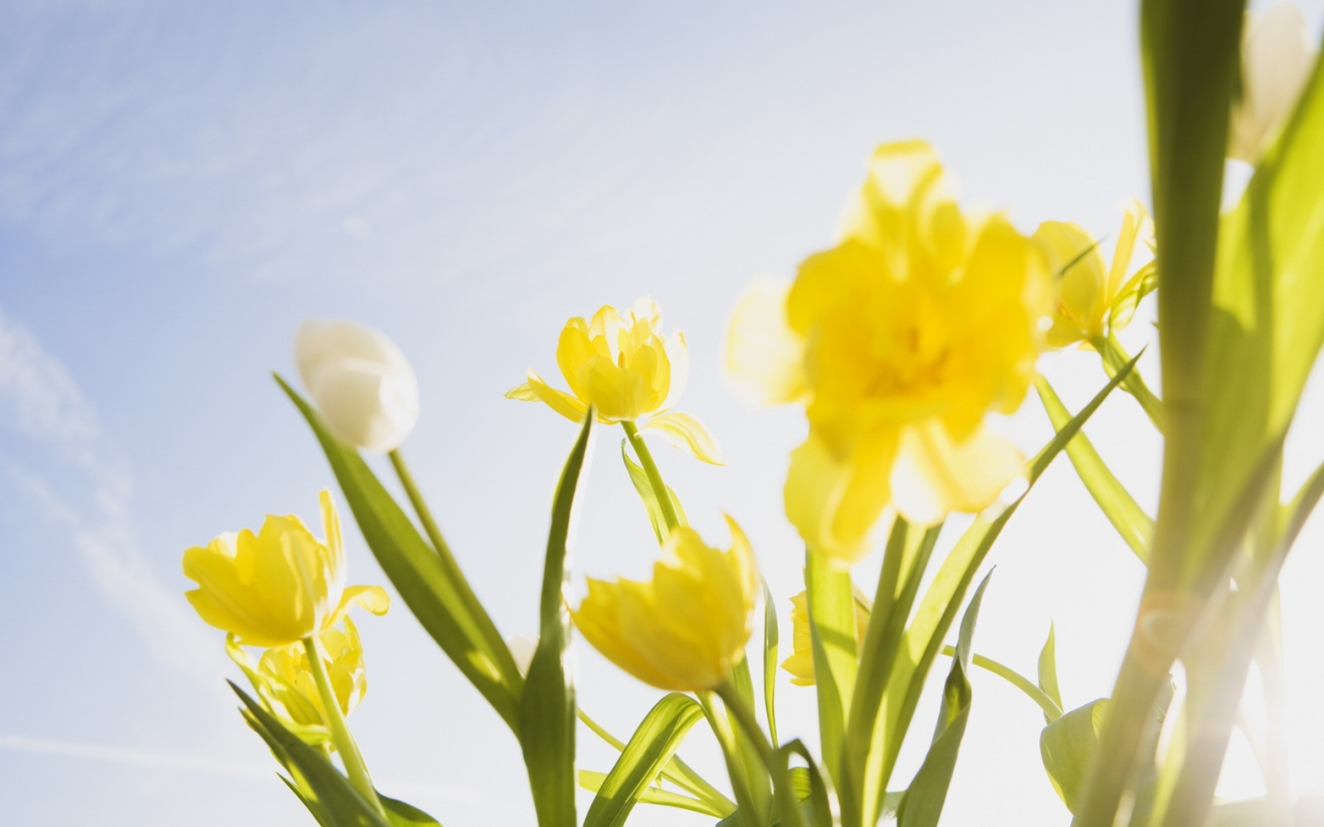 Картинки Тюльпаны, цветы, солнце, небо, настроение, весна фото и обои на рабочий стол