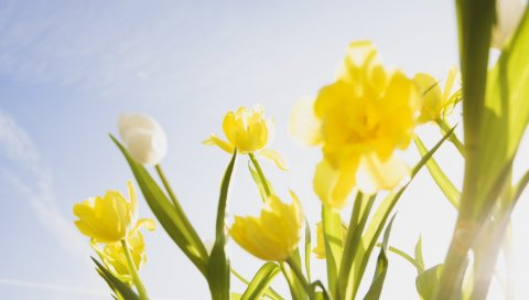 Тюльпаны, цветы, солнце, небо, настроение, весна