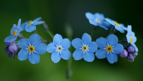 Я-не, цветы, синий, крупный план, красота