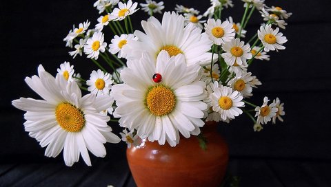 Ромашки, цветы, букет, ваза, божья коровка, лето