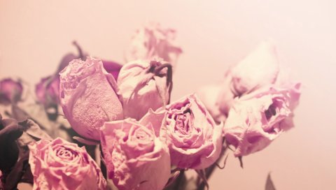 Розы, цветы, сладкие, сушеные, бутоны