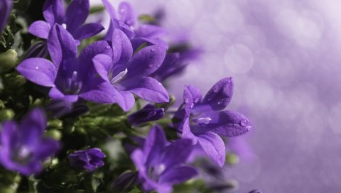 Колокола, цветы, капли, фиолетовые, течет