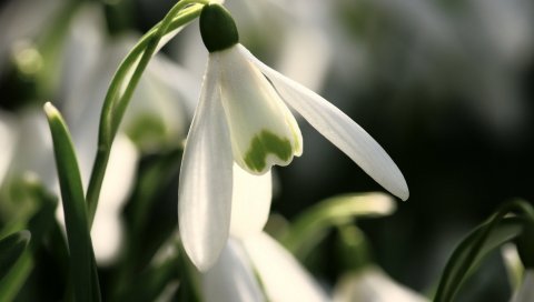 Подснежник, примула, весна, крупный план, зеленый