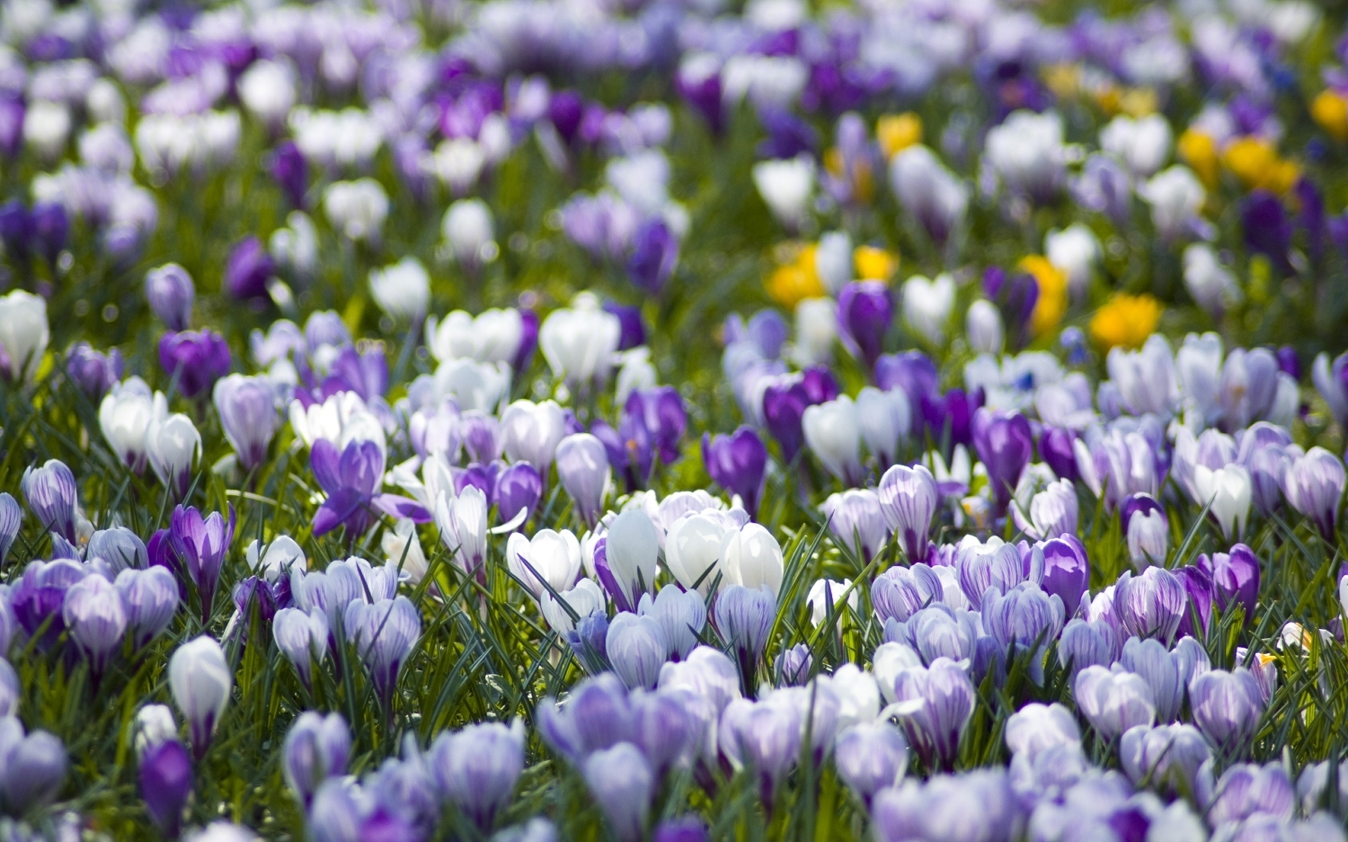 Найти картинки с весной. Первоцветы крокусы. Крокус Шафран весенний. Первоцвет Крокус белый. Первоцвет сиреневый Крокус.