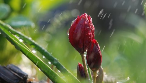 Цветы, дождь, почки, зеленый, природа