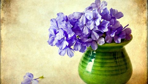 Флокс, цветы, ваза, фон