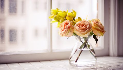 Розы, цветы, букет, свет, коробка