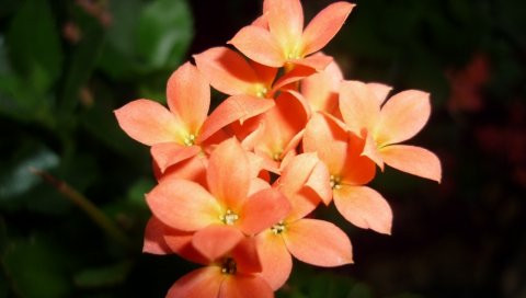 Цветы, маленькие, яркие, крупным планом, листья