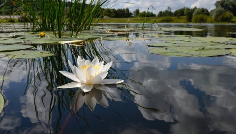 Лилия, болото, листья, вода, небо, отражение, трава