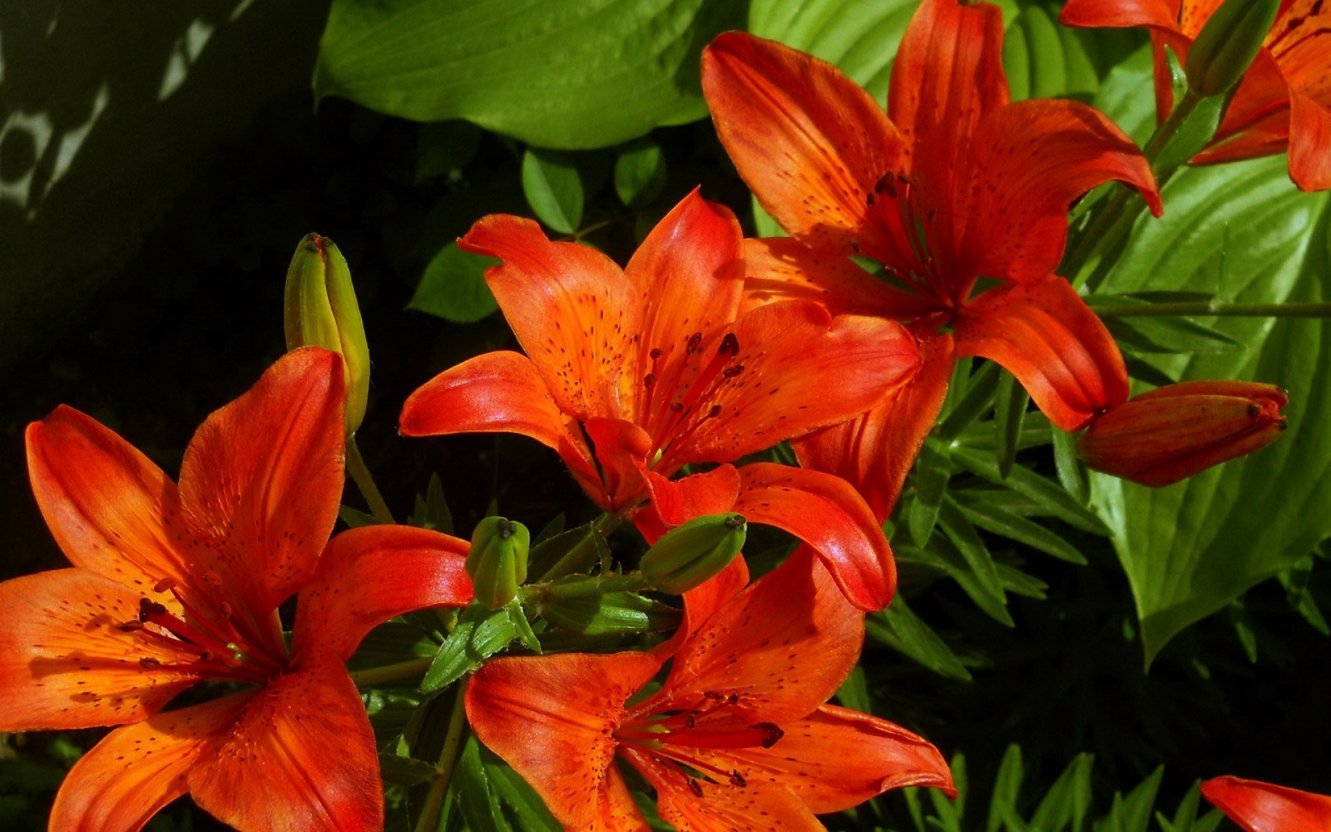 Фотки лилии. Лилия Центурион. Лилия Буша Lilium buschianum Lodd.. Лилия ред Флауэр. Лилия сорт 