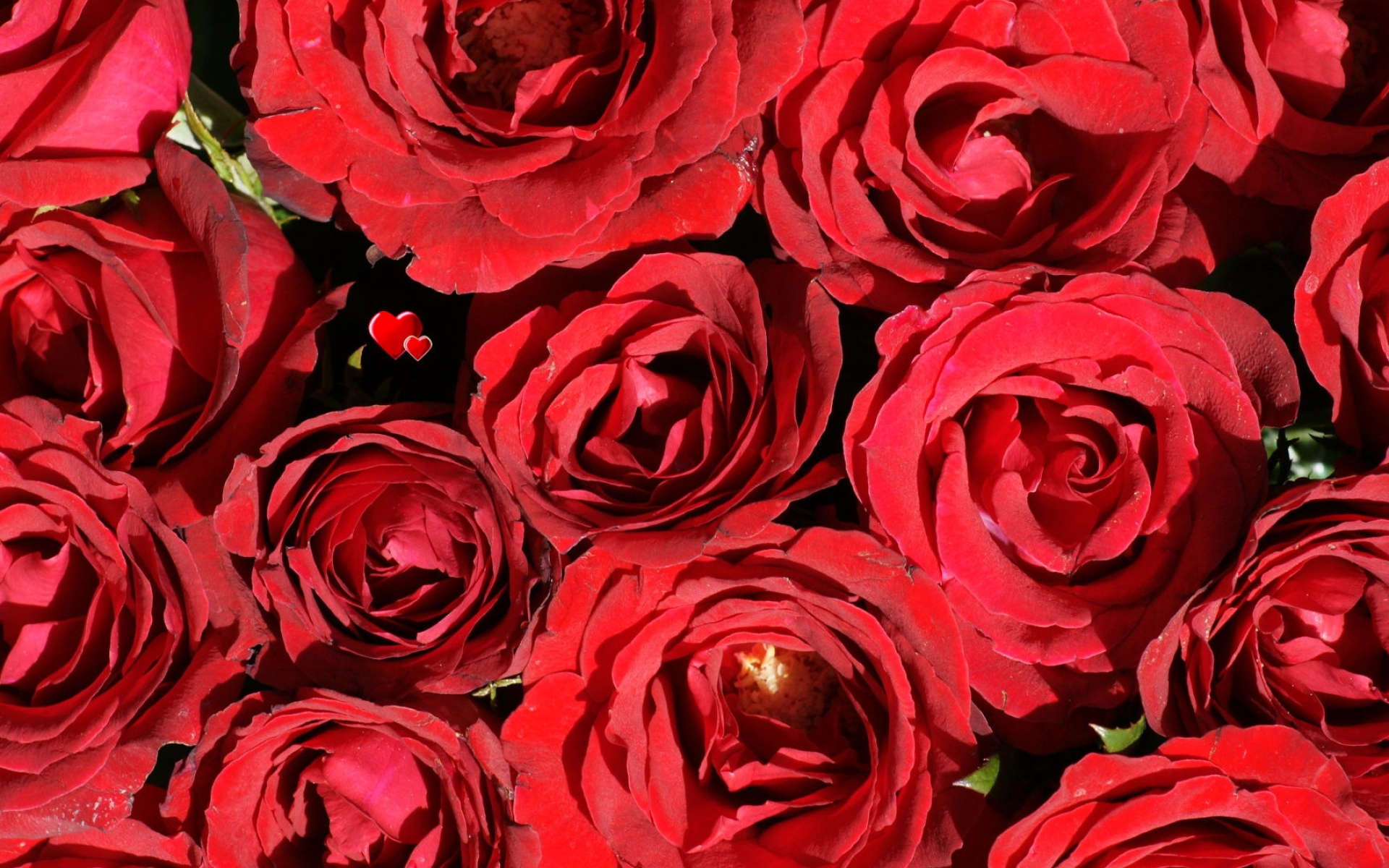 Картинки Розы, цветы, красный, бутоны, сердце фото и обои на рабочий стол