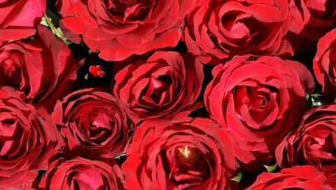 Розы, цветы, красный, бутоны, сердце