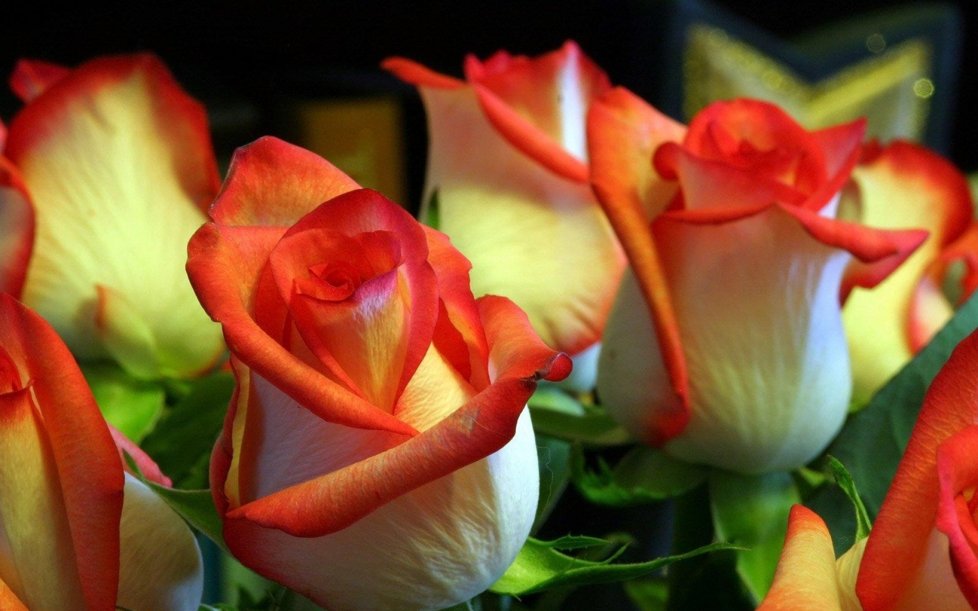 Картинки Розы, цветы, бутоны, оранжевый, зеленый фото и обои на рабочий стол