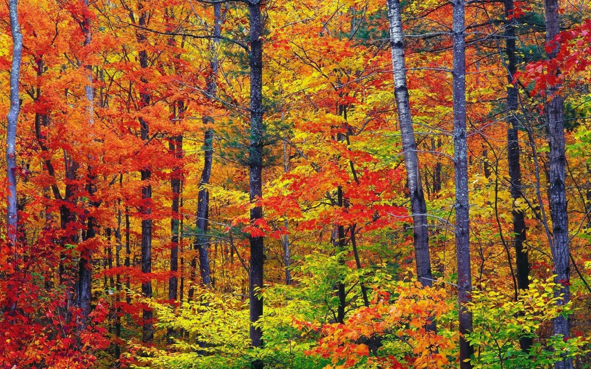 Картинки Осень, лес, деревья, сундуки, листья, краски фото и обои на рабочий стол