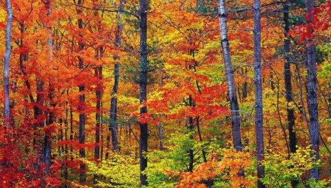 Осень, лес, деревья, сундуки, листья, краски
