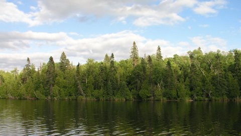 Дерево, река, вода, побережье, зелень, лето, небо