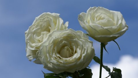 Розы, цветы, три, небо, облака