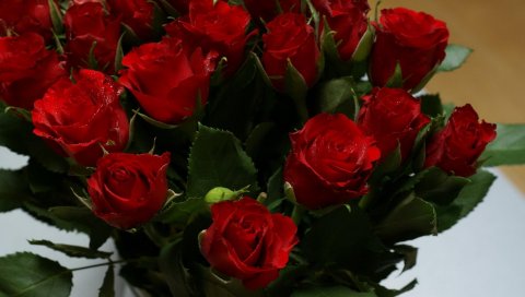 Розы, цветы, букеты, зелень, яркие