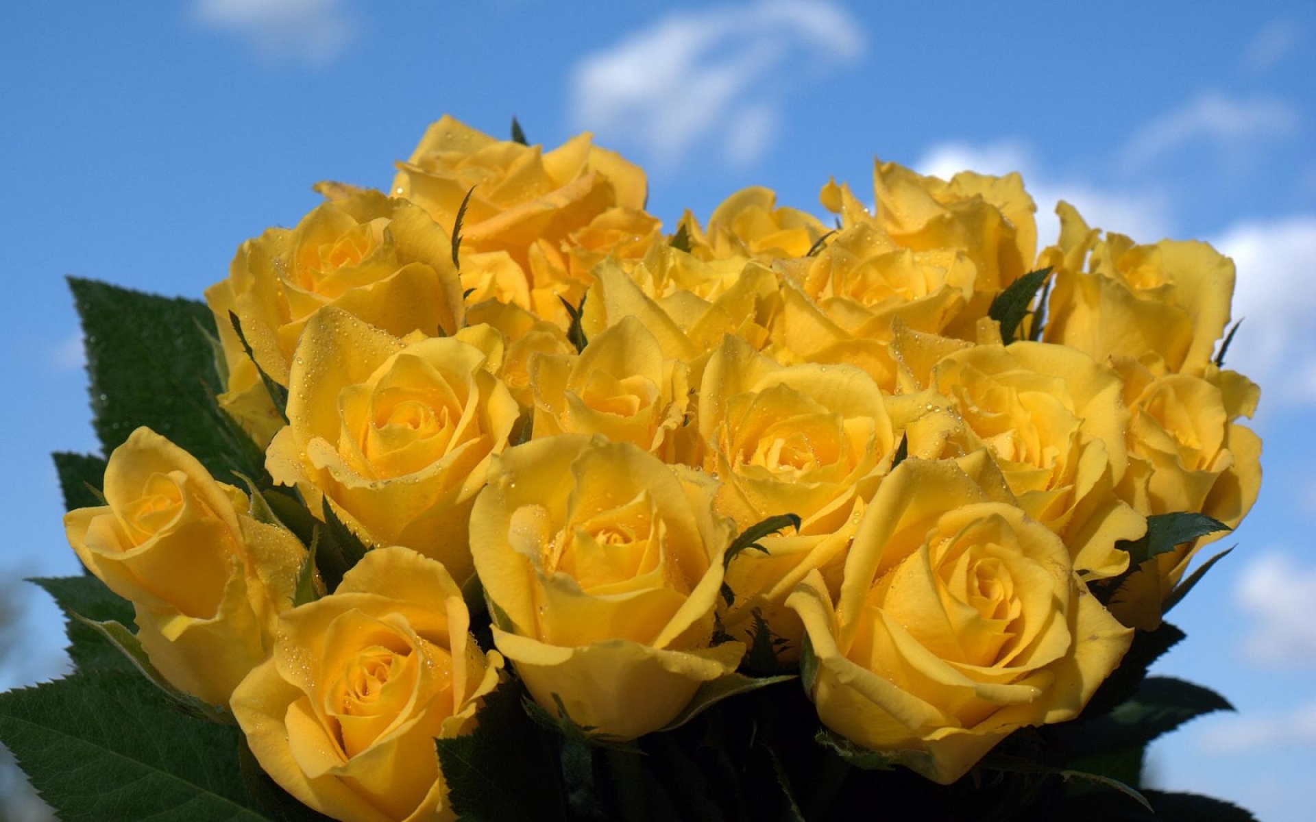 Картинки Розы, цветы, цветок, желтый, небо, капли фото и обои на рабочий стол