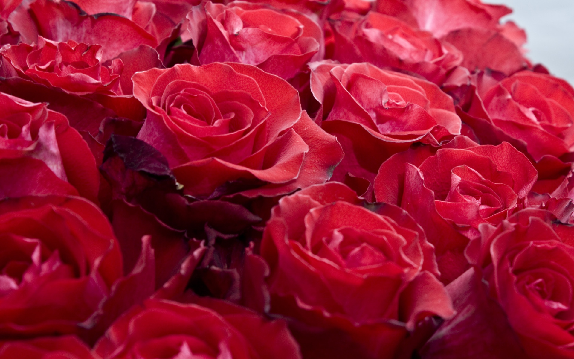Картинки Розы, цветы, бутоны, красный, красиво фото и обои на рабочий стол