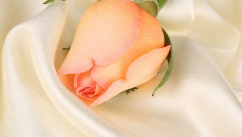 Роза, цветок, почка, крупный план, ткань