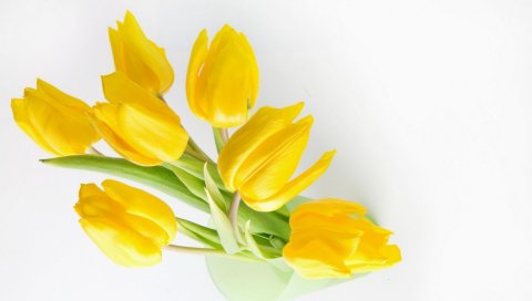 Тюльпаны, цветы, желтый, банк, свет