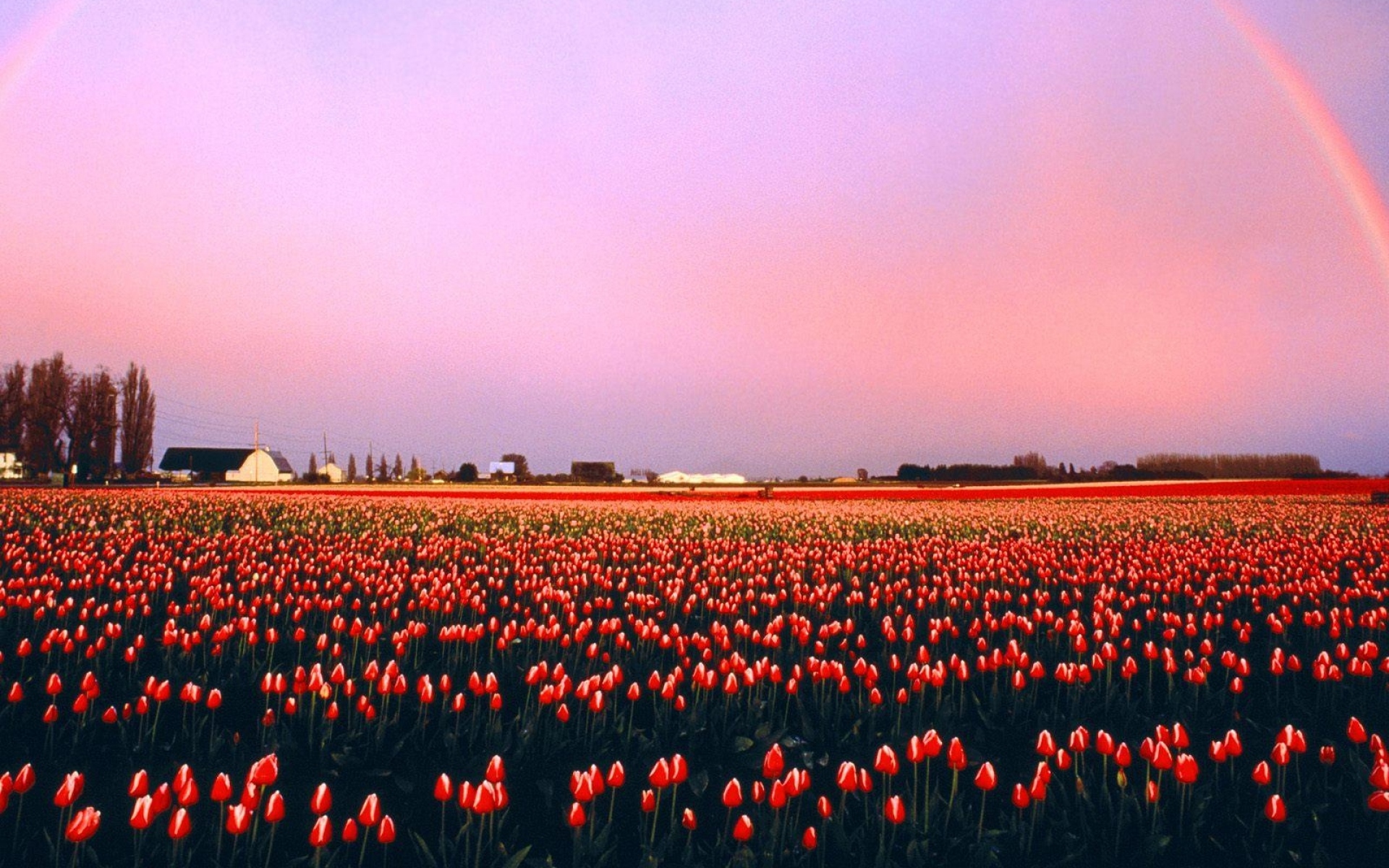 Картинки Тюльпаны, цветы, плантация, закат, радуга, деревня, горизонт фото и обои на рабочий стол