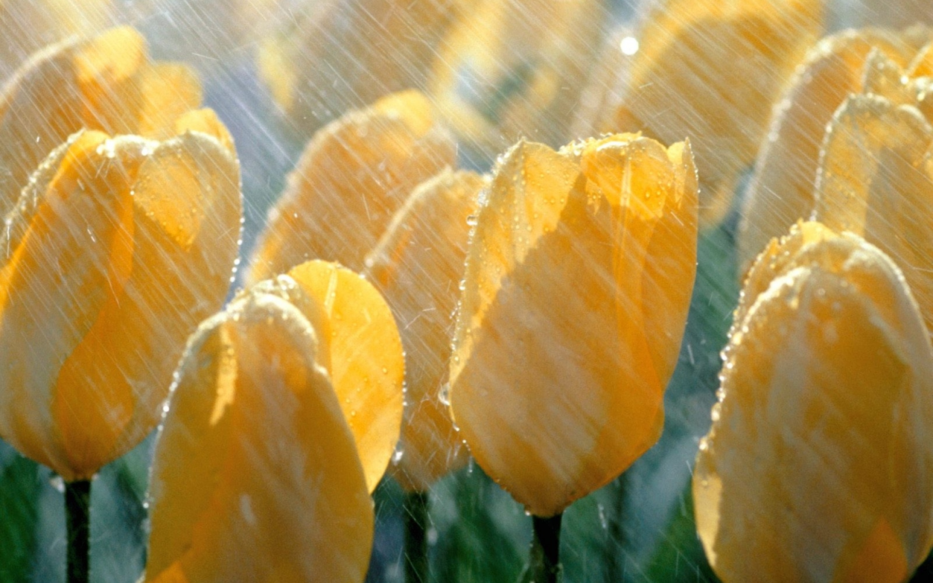 Картинки Тюльпаны, цветы, желтый, дождь, капли, свежие фото и обои на рабочий стол